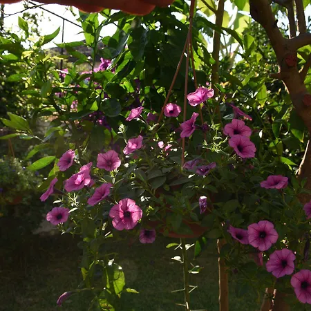 Hotell Villa Konak Hotel 3*